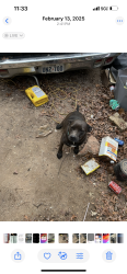 Reunited Female Dog last seen Near Lyons rd, Austin, TX 78702