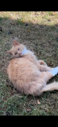 Lost Male Cat last seen Near the church, Banham, England 