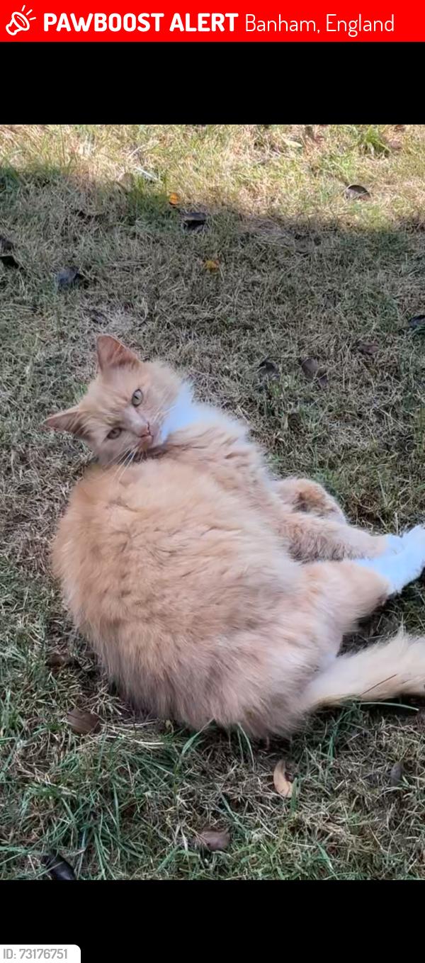 Lost Male Cat last seen Near the church, Banham, England 