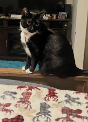 Lost Female Cat last seen 91st Ave and Maui ln, Peoria, AZ 85381