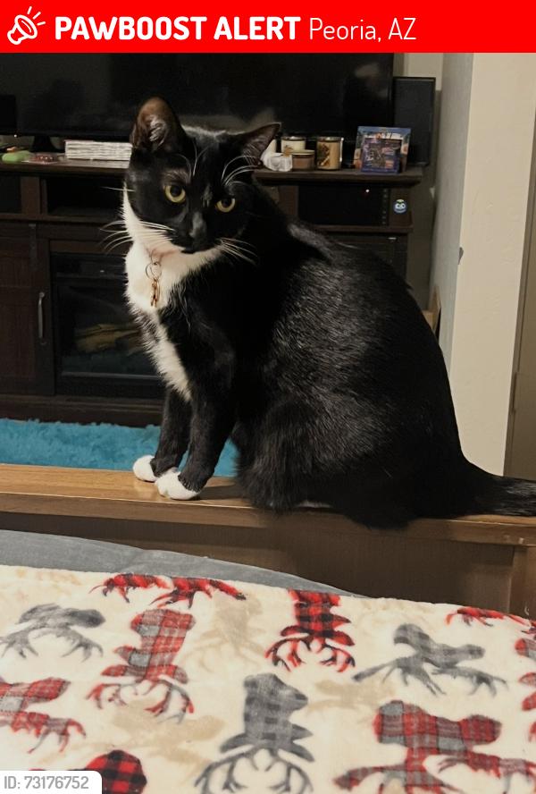 Lost Female Cat last seen 91st Ave and Maui ln, Peoria, AZ 85381