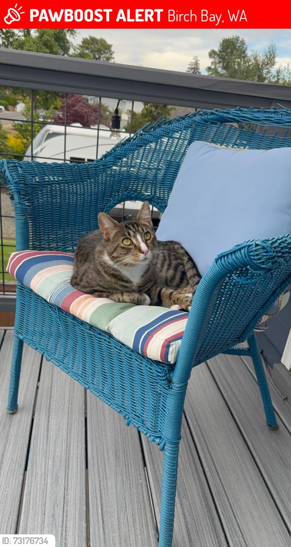 Lost Female Cat last seen Birch Bay Drive and Point Whitehorn Road near the patk, Birch Bay, WA 98230
