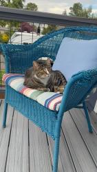 Lost Female Cat last seen Birch Bay Drive and Point Whitehorn Road near the patk, Birch Bay, WA 98230