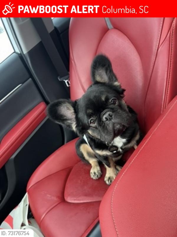 Lost Male Dog last seen Columbia College Main Street, Columbia, SC 29203