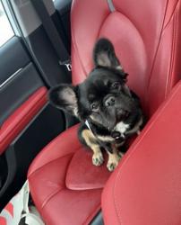 Lost Male Dog last seen Columbia College Main Street, Columbia, SC 29203