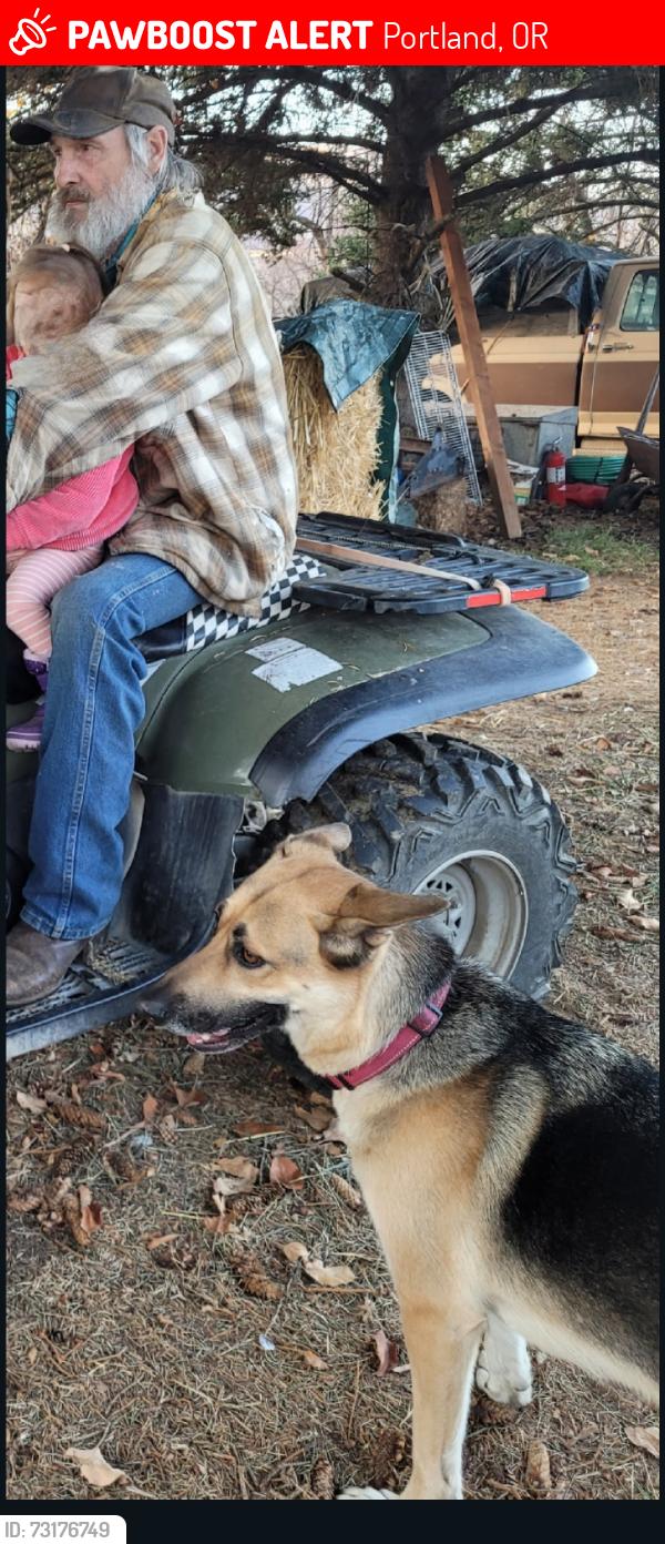 Lost Female Dog last seen Division and 170th ave, Portland, OR 97233