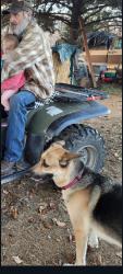 Lost Female Dog last seen Division and 170th ave, Portland, OR 97233