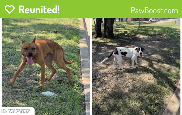 Reunited Male Dog last seen Haven Dr, Killeen, TX 76543, USA, Killeen, TX 76543