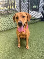 Shelter Stray Female Dog last seen Warren Street, LAFAYETTE, LA, 70501, 410 Dugas Rd, Lafayette, LA 70507, USA