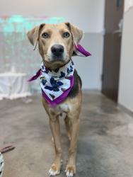 Shelter Stray Female Dog last seen Near Church Street, YOUNGSVILLE, LA, 70592, 410 Dugas Rd, Lafayette, LA 70507, USA