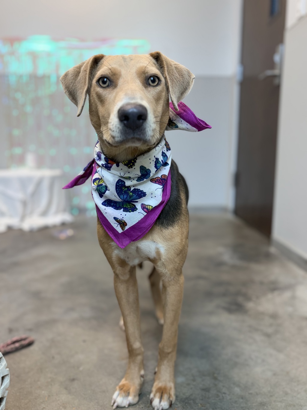 Shelter Stray Female Dog last seen Near Church Street, YOUNGSVILLE, LA, 70592, 410 Dugas Rd, Lafayette, LA 70507, USA
