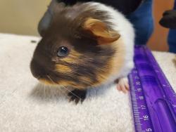 Shelter Stray Male Other last seen Near College Boulevard, Oceanside, CA, 92057, Oceanside, CA 92058, USA