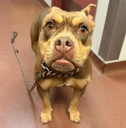 Shelter Stray Female Dog last seen Moraga Drive, SAN LEANDRO, CA, 94578, 8323 Baldwin St, Oakland, CA 94621, USA