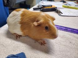 Shelter Stray Female Other last seen Near College Boulevard, Oceanside, CA, 92057, Oceanside, CA 92058, USA