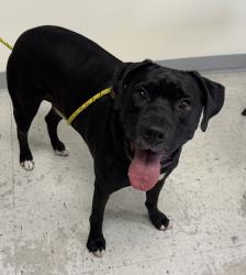 Shelter Stray Male Dog last seen Near SE West Temple Street, SALT LAKE CITY, UT, 84115, 511 W 3900 S, Salt Lake City, UT 84123, USA