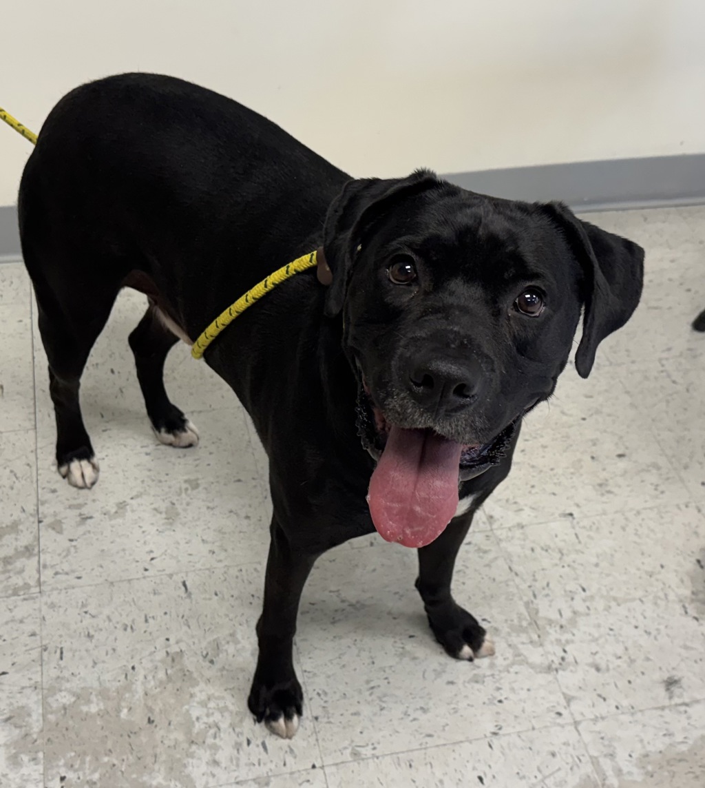 Shelter Stray Male Dog last seen Near SE West Temple Street, SALT LAKE CITY, UT, 84115, 511 W 3900 S, Salt Lake City, UT 84123, USA