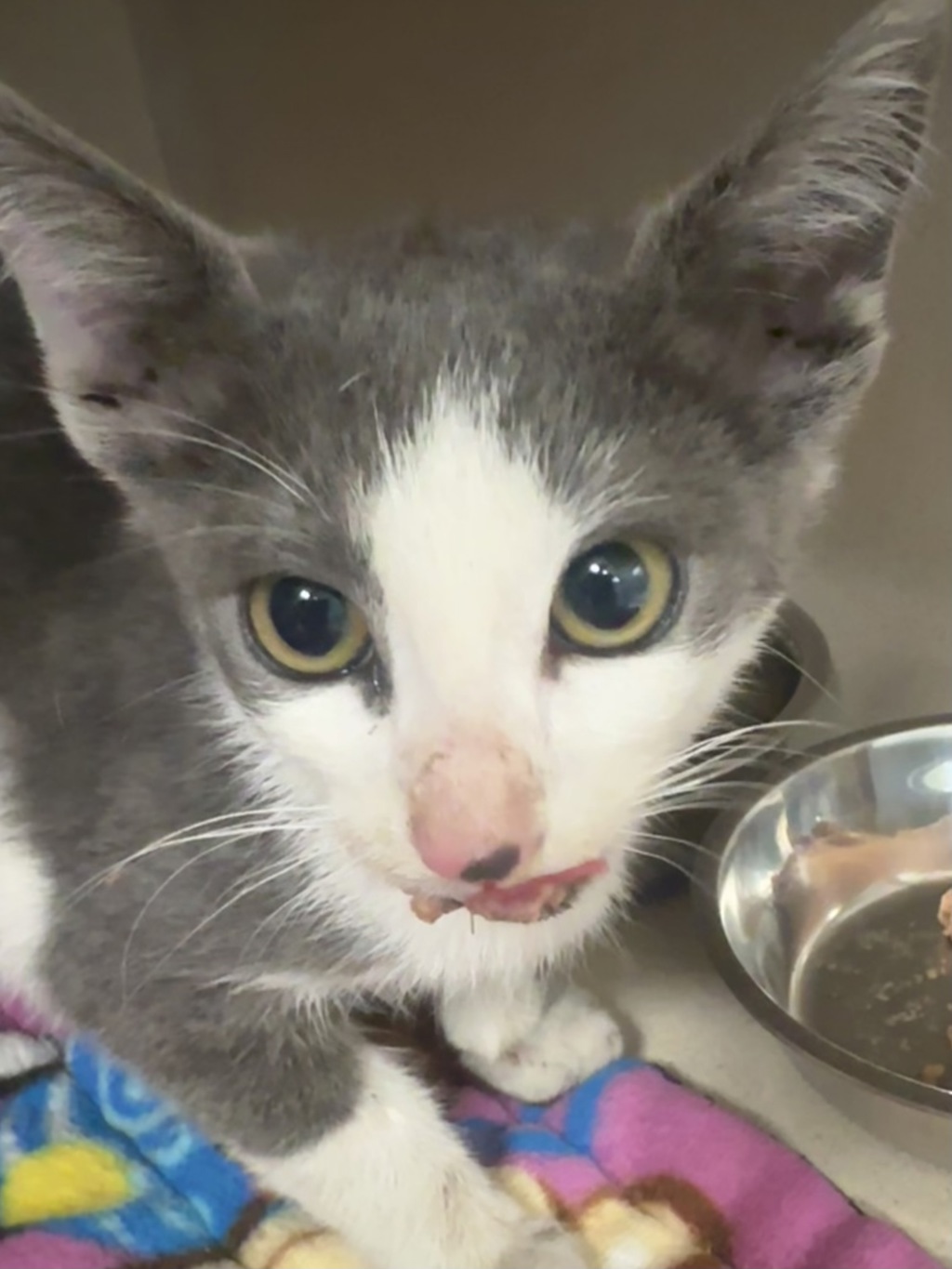 Shelter Stray Male Cat last seen Challahan Drive, BREMERTON, WA, 98310, 9167 Dickey Rd NW, Silverdale, WA 98383, USA