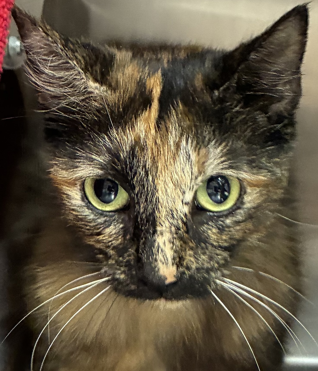 Shelter Stray Female Cat last seen SE Division and SE 13th ave, PORTLAND, OR, 97202, 1700 W Historic Columbia River Hwy, Troutdale, OR 97060, USA
