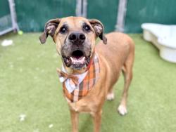 Shelter Stray Male Dog last seen 2-21 malt drive long island city NY, LONG ISLAND CITY, NY, 11101, 326 E 110th St, New York, NY 10029, USA