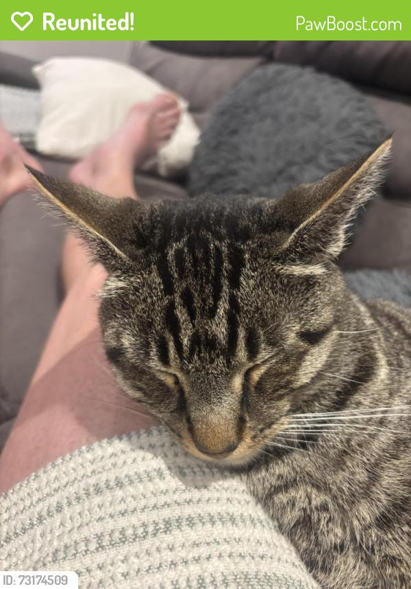 Reunited Male Cat last seen Fuchsia lane, Suffolk, England IP4 5AA