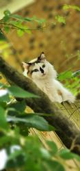 Lost Female Cat last seen Clyborne Pines, Lumberton, Lumberton, NC 28360