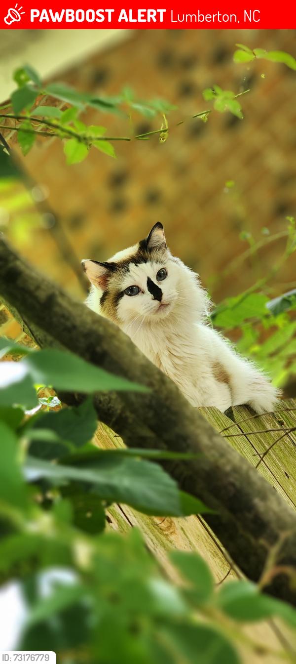 Lost Female Cat last seen Clyborne Pines, Lumberton, Lumberton, NC 28360