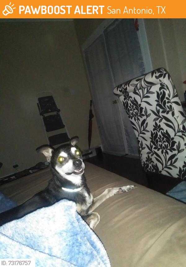 Found/Stray Male Dog last seen Sheinfield road, San Antonio, TX 78250