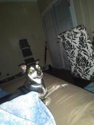 Found/Stray Male Dog last seen Sheinfield road, San Antonio, TX 78250