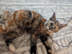 Found/Stray Female Cat last seen 47th and Market street, Oakland, CA 94608