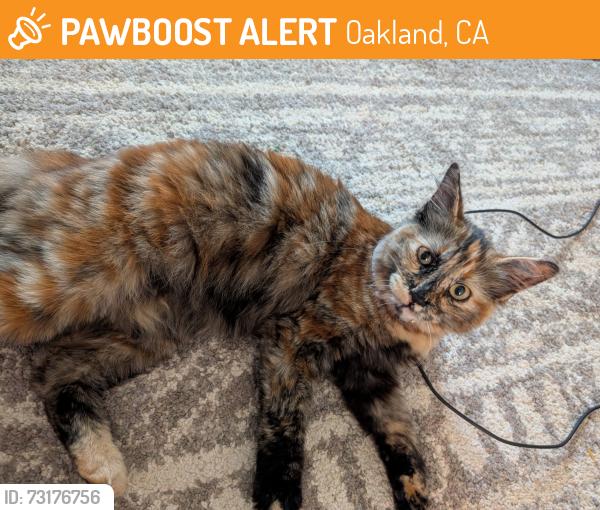 Found/Stray Female Cat last seen 47th and Market street, Oakland, CA 94608