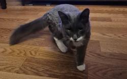 Reunited Male Cat last seen Charles St x Iowa St behind Meridian Apts., Sunnyvale, CA 94086