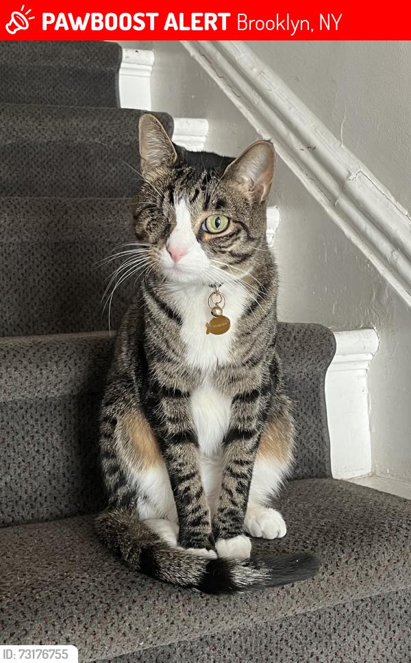 Lost Male Cat last seen Underhill Ave & Prospect Place, Brooklyn, NY 11238
