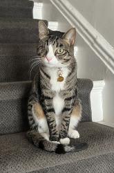 Lost Male Cat last seen Underhill Ave & Prospect Place, Brooklyn, NY 11238