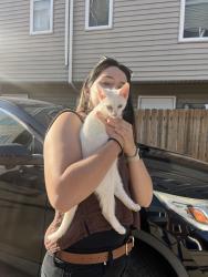 Found/Stray Unknown Cat last seen Bridge/ west 58th street, Cleveland, OH 44102