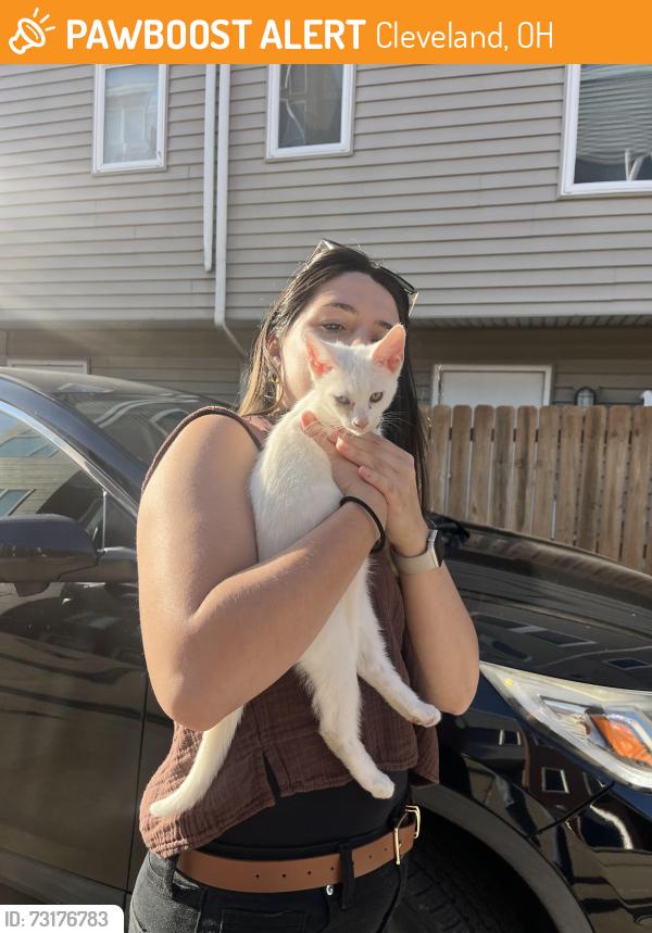 Found/Stray Unknown Cat last seen Bridge/ west 58th street, Cleveland, OH 44102