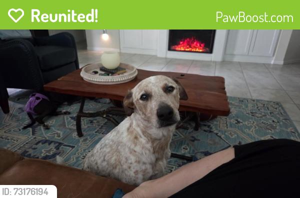 Reunited Male Dog last seen Harvest green., Richmond, TX 77406