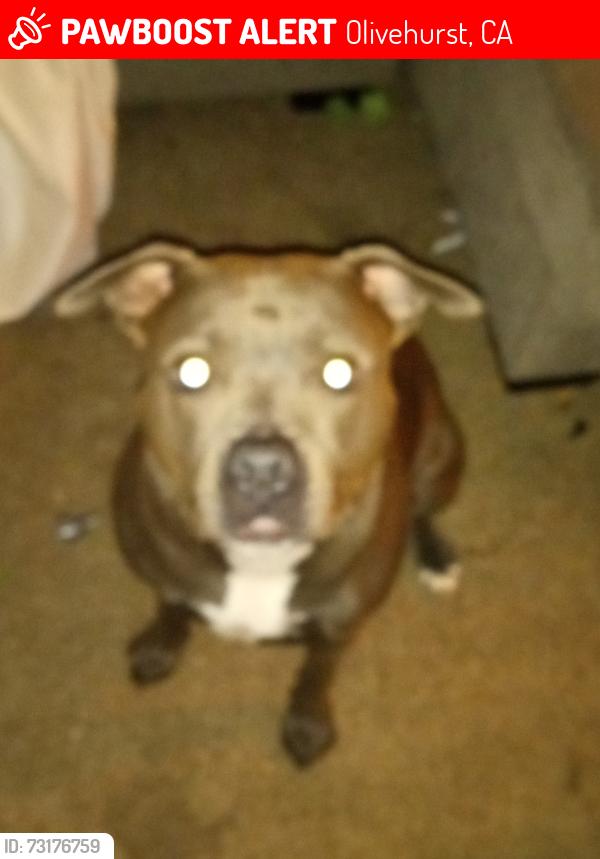 Lost Male Dog last seen Garden, Olivehurst, CA 95961