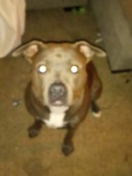 Lost Male Dog last seen Garden, Olivehurst, CA 95961