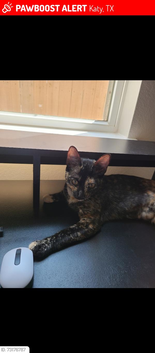 Lost Female Cat last seen Westpark tollway @ south peek Rd, Katy, TX 77494