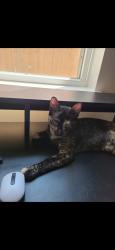 Lost Female Cat last seen Westpark tollway @ south peek Rd, Katy, TX 77494