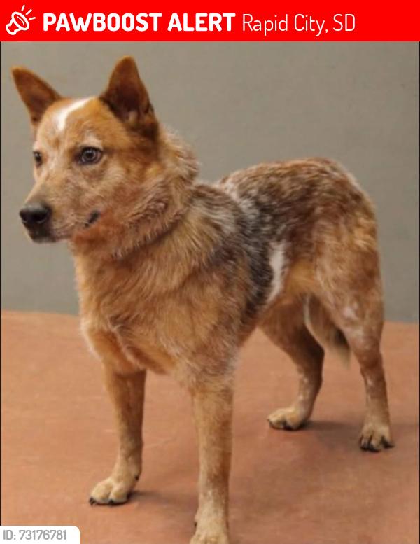 Lost Male Dog last seen Hawthorne and E Meade St, Rapid City, SD 57702