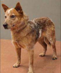 Lost Male Dog last seen Hawthorne and E Meade St, Rapid City, SD 57702
