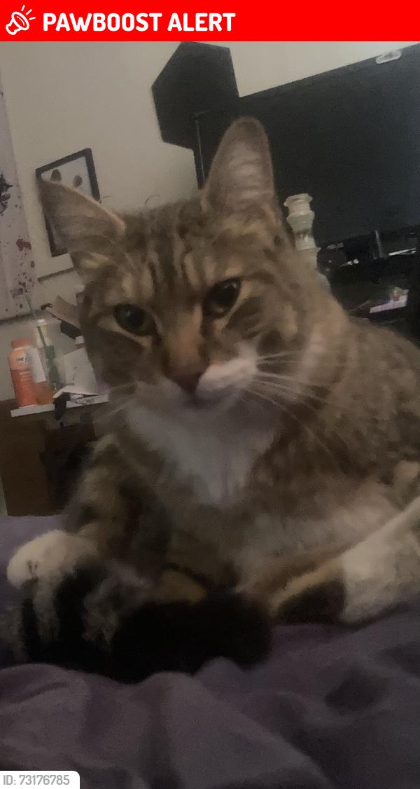 Lost Unknown Cat last seen Choctaw rd, Deschutes River Woods, OR 97702