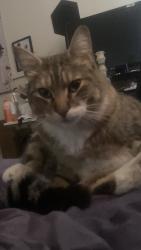 Lost Unknown Cat last seen Choctaw rd, Deschutes River Woods, OR 97702