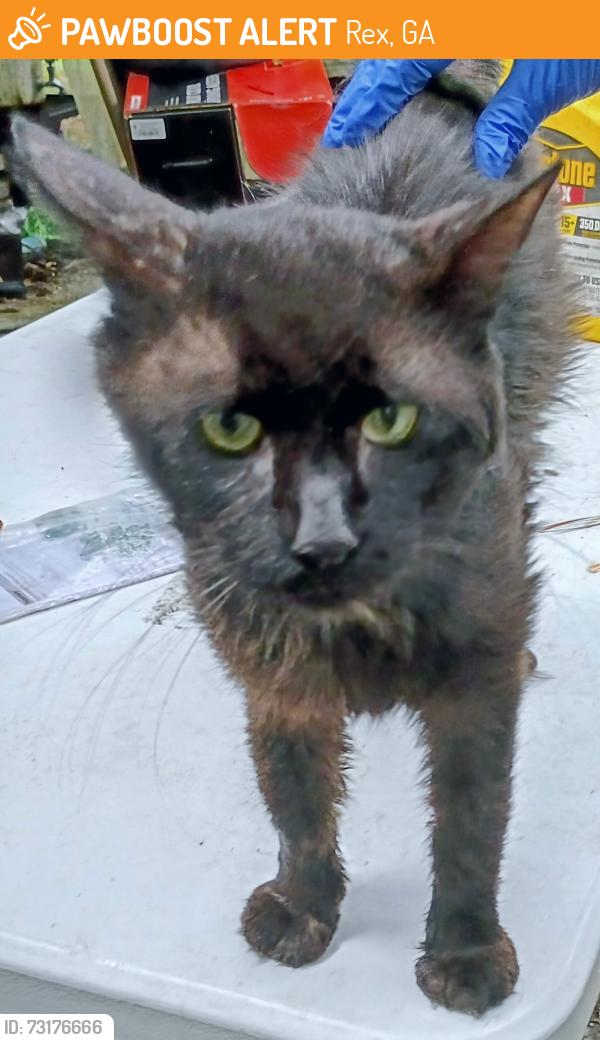 Found/Stray Male Cat last seen Stagecoach rd, Rex, GA 30273