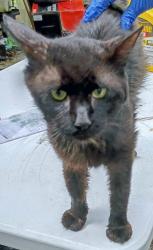 Found/Stray Male Cat last seen Stagecoach rd, Rex, GA 30273