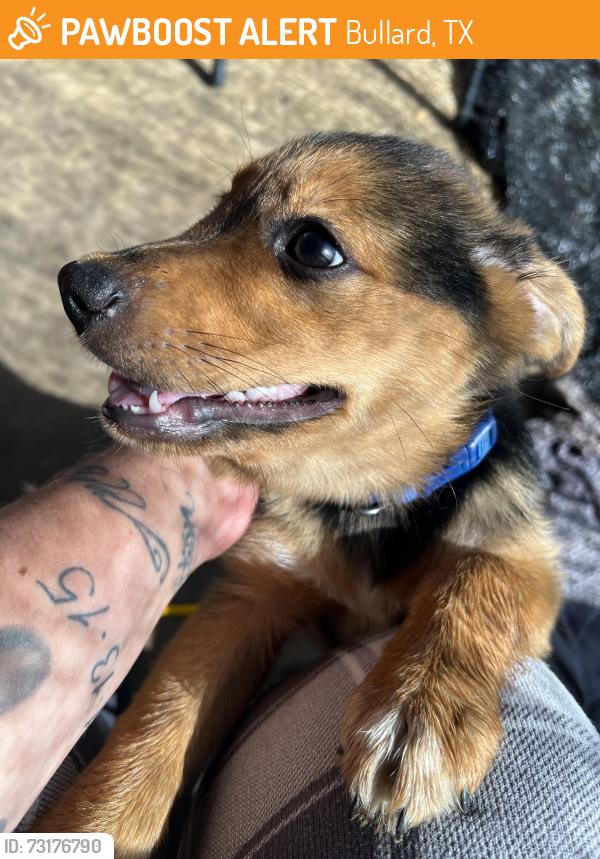 Found/Stray Female Dog last seen Brentwood dr, Bullard, TX 75757