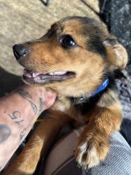 Found/Stray Female Dog last seen Brentwood dr, Bullard, TX 75757