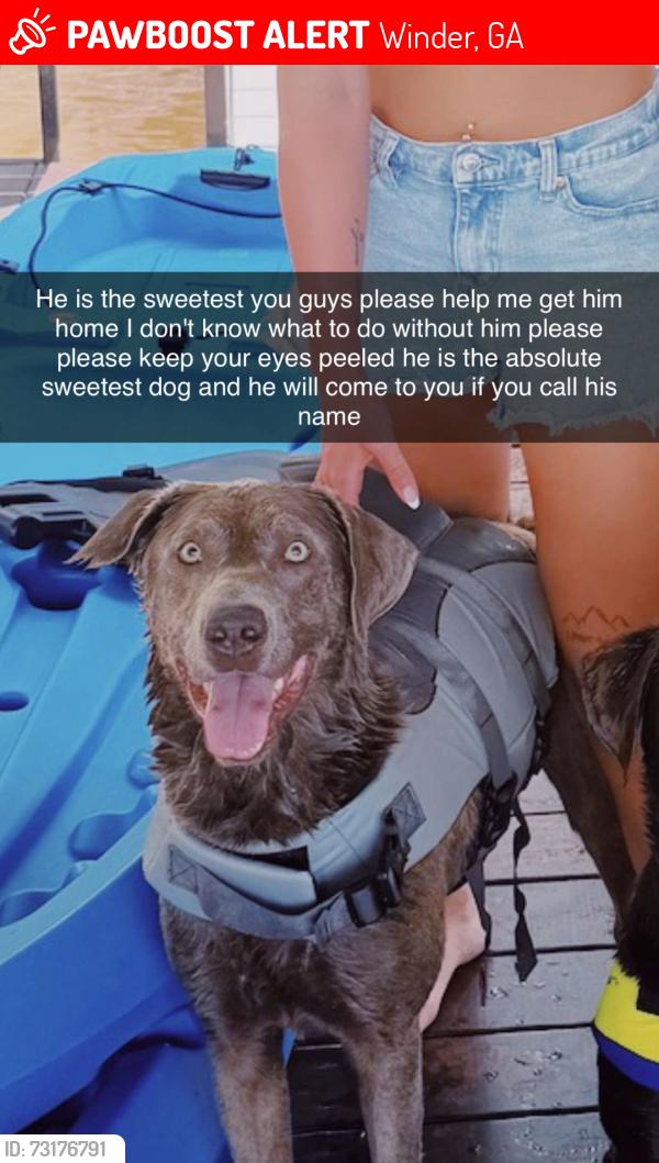 Lost Male Dog last seen Hardigree rd and Jackson trail, Winder, GA 30680