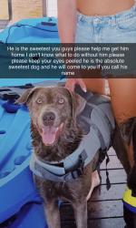 Lost Male Dog last seen Hardigree rd and Jackson trail, Winder, GA 30680